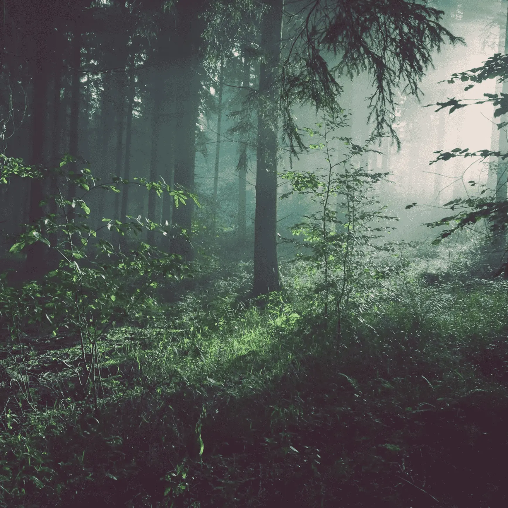 Forest background for Fundamentally crypto portfolio app showcase